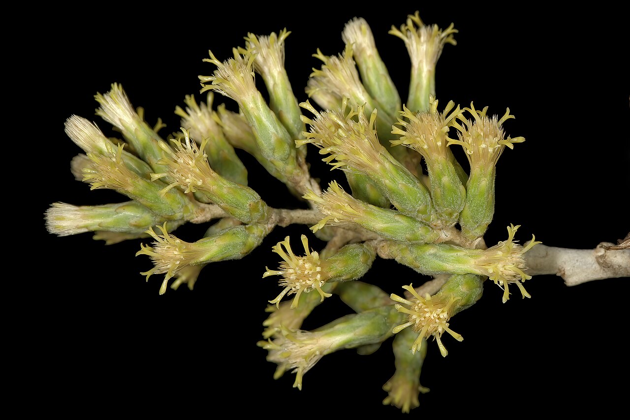 Brachylaena huillensis