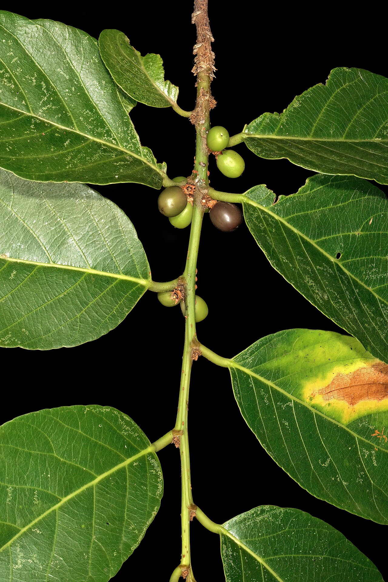 Bridelia micrantha