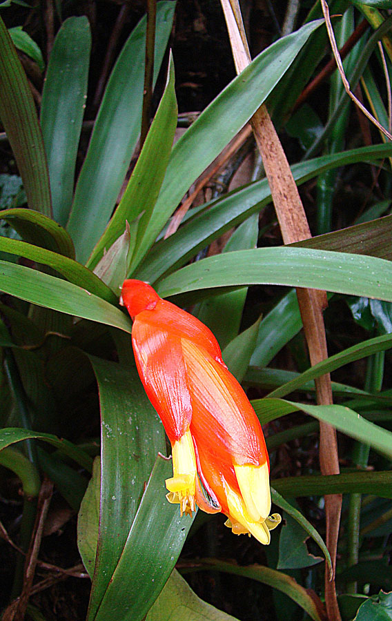 Guzmania nicaraguensis