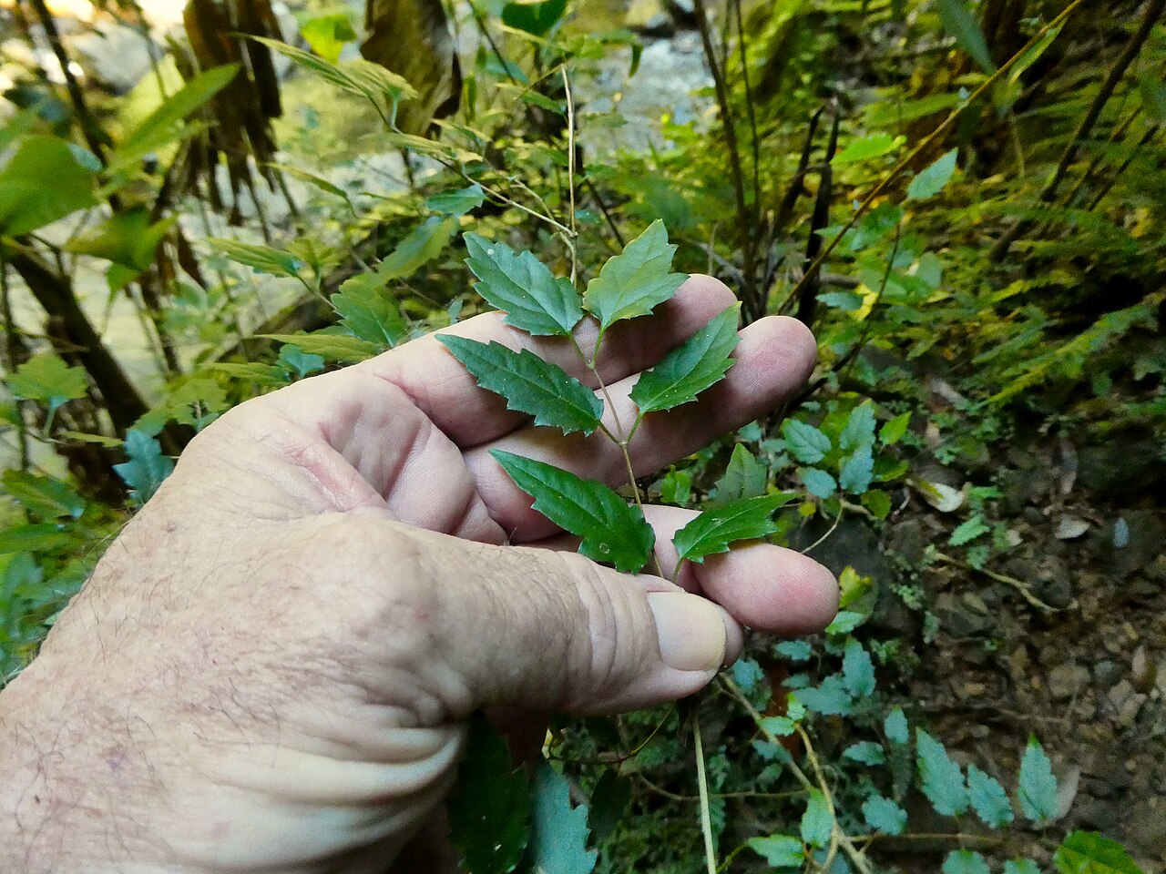 Glossocarya hemiderma
