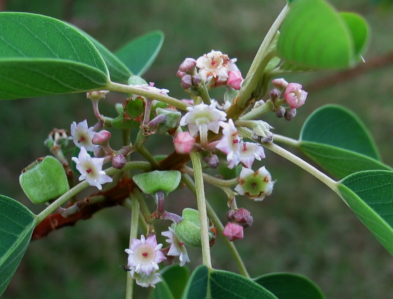 Gouania lupuloides