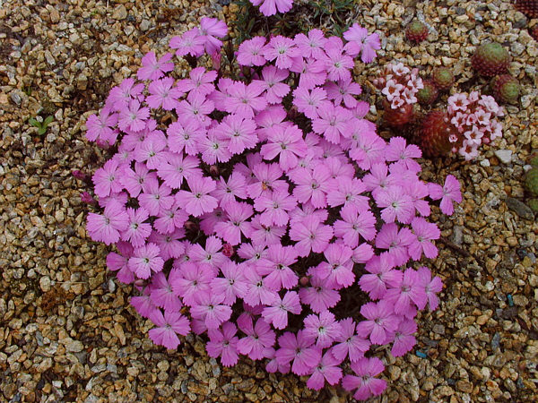 Dianthus brevicaulis