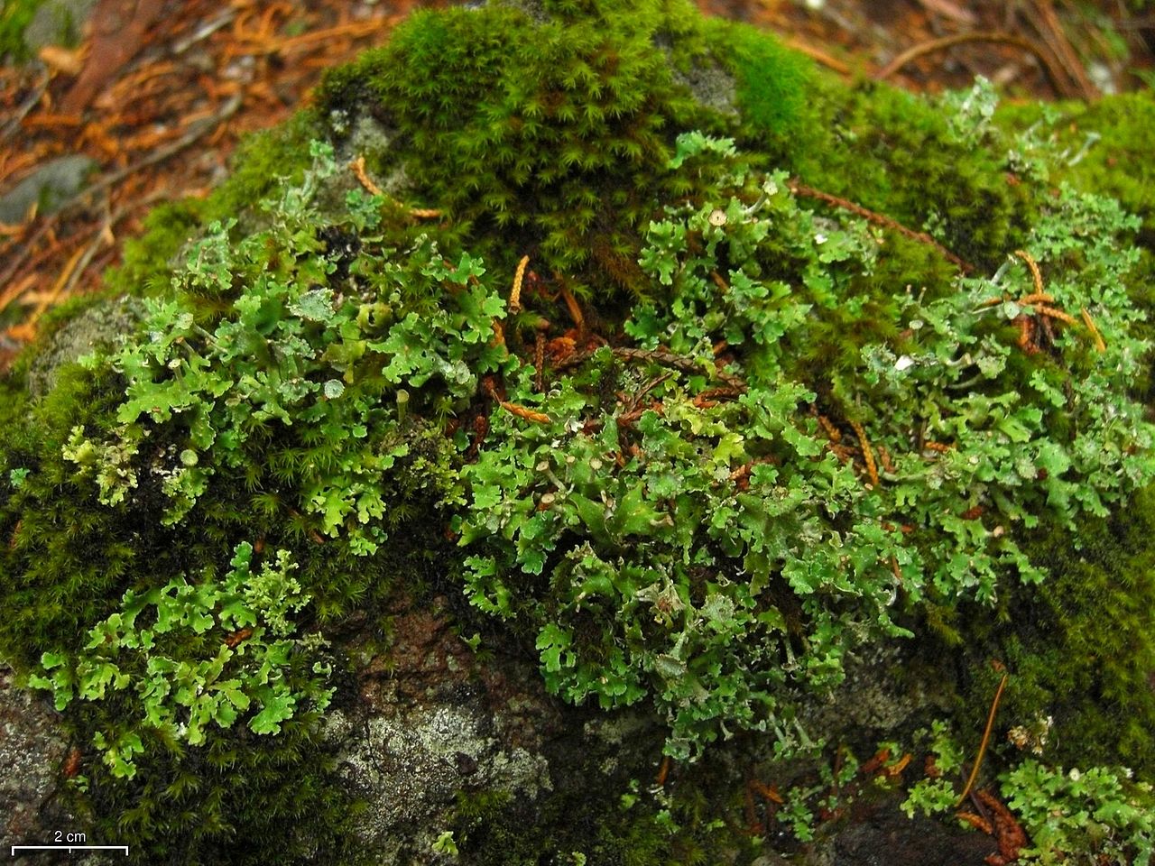 Large-leaved cladonia or the large-leave