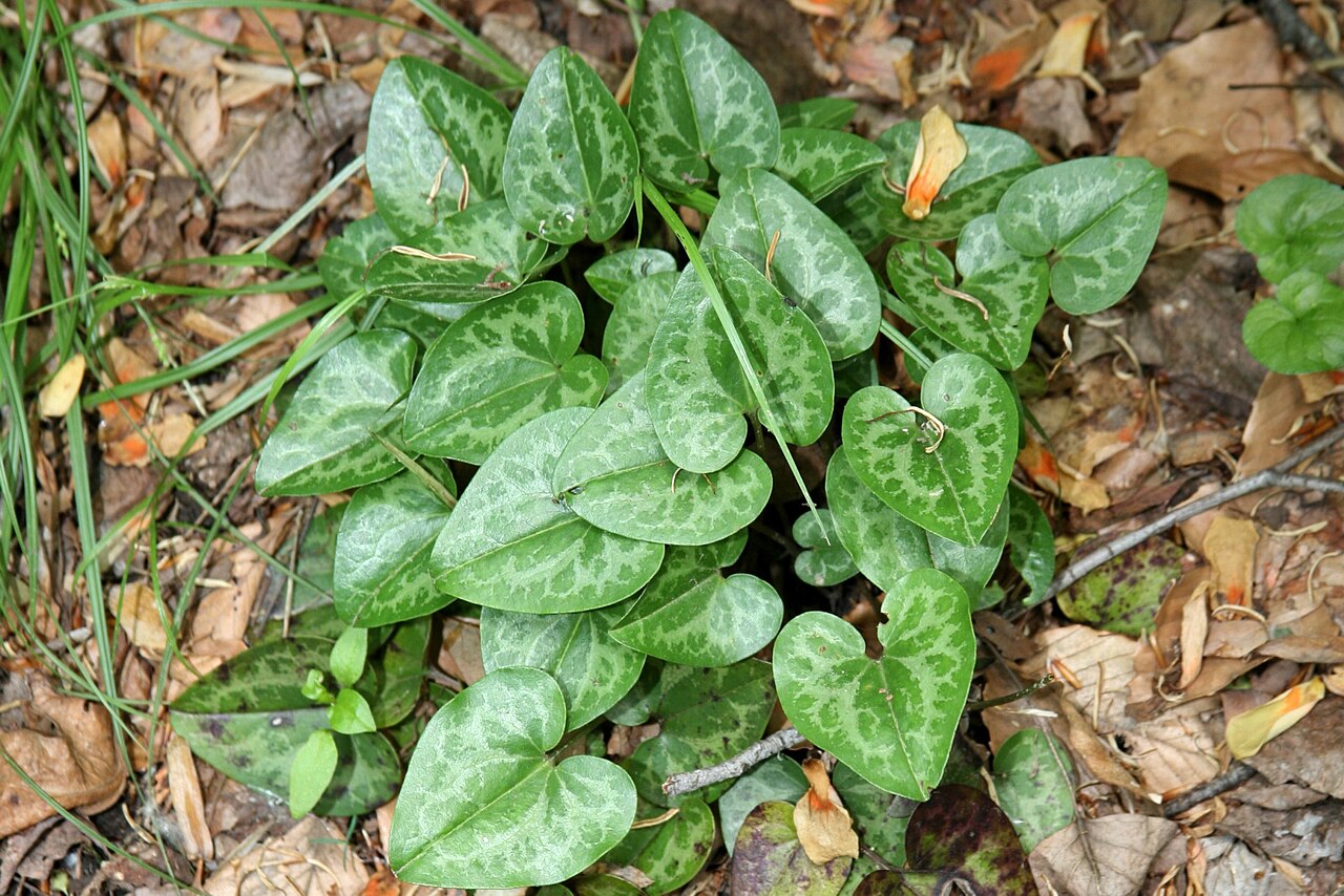 Hexastylis naniflora