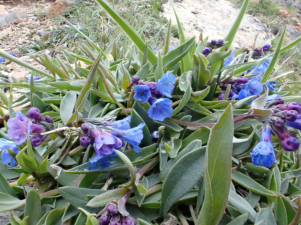 Mertensia tweedyi