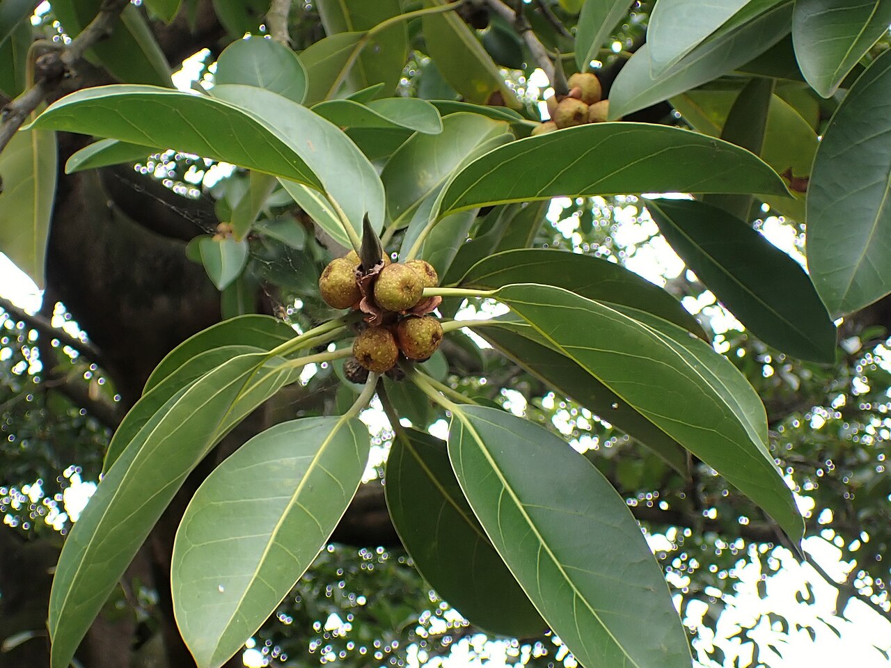 Ficus altissima