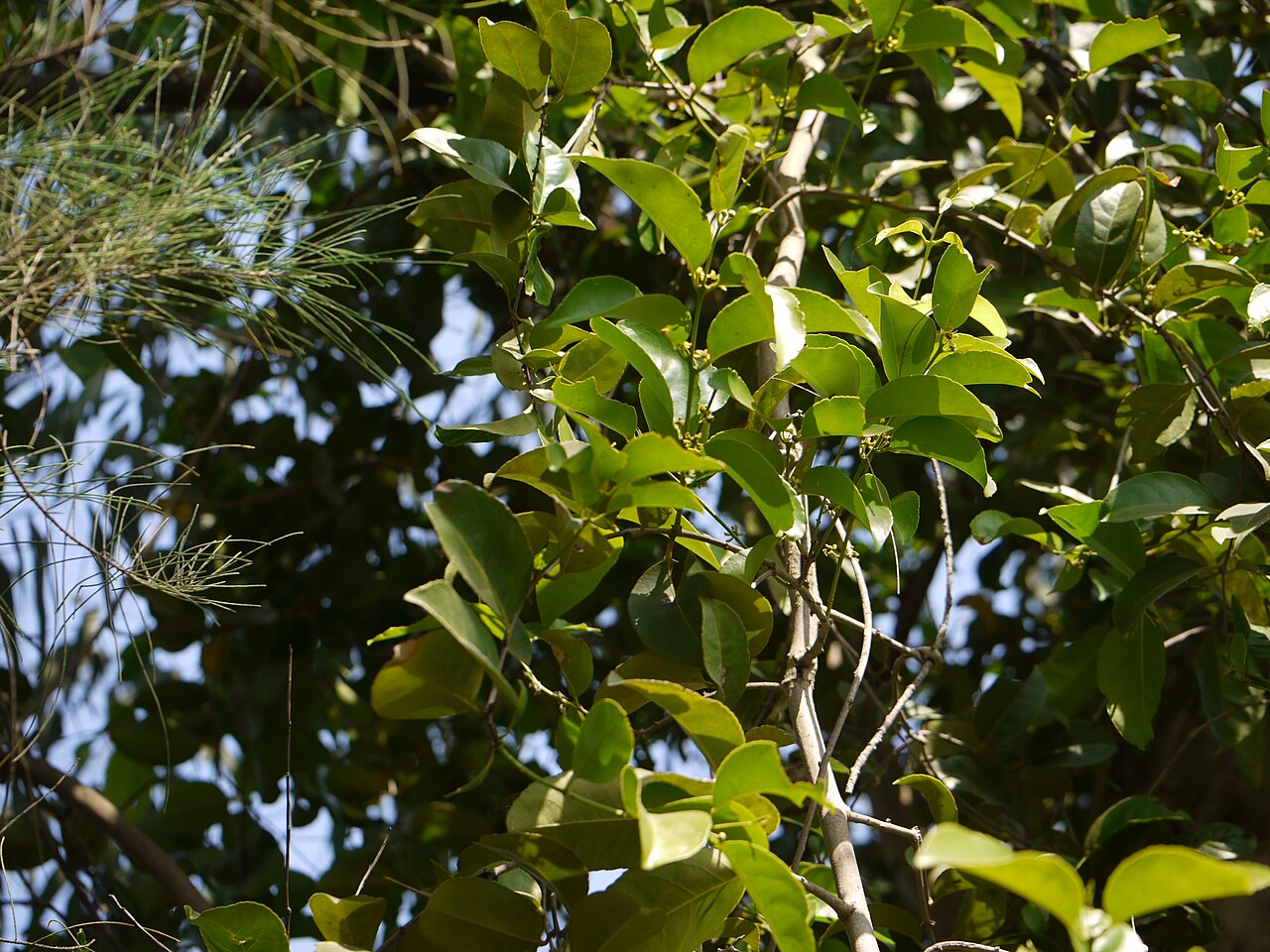 Salacia chinensis