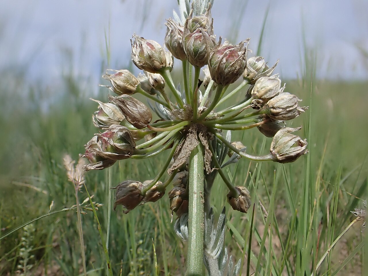 Allium textile