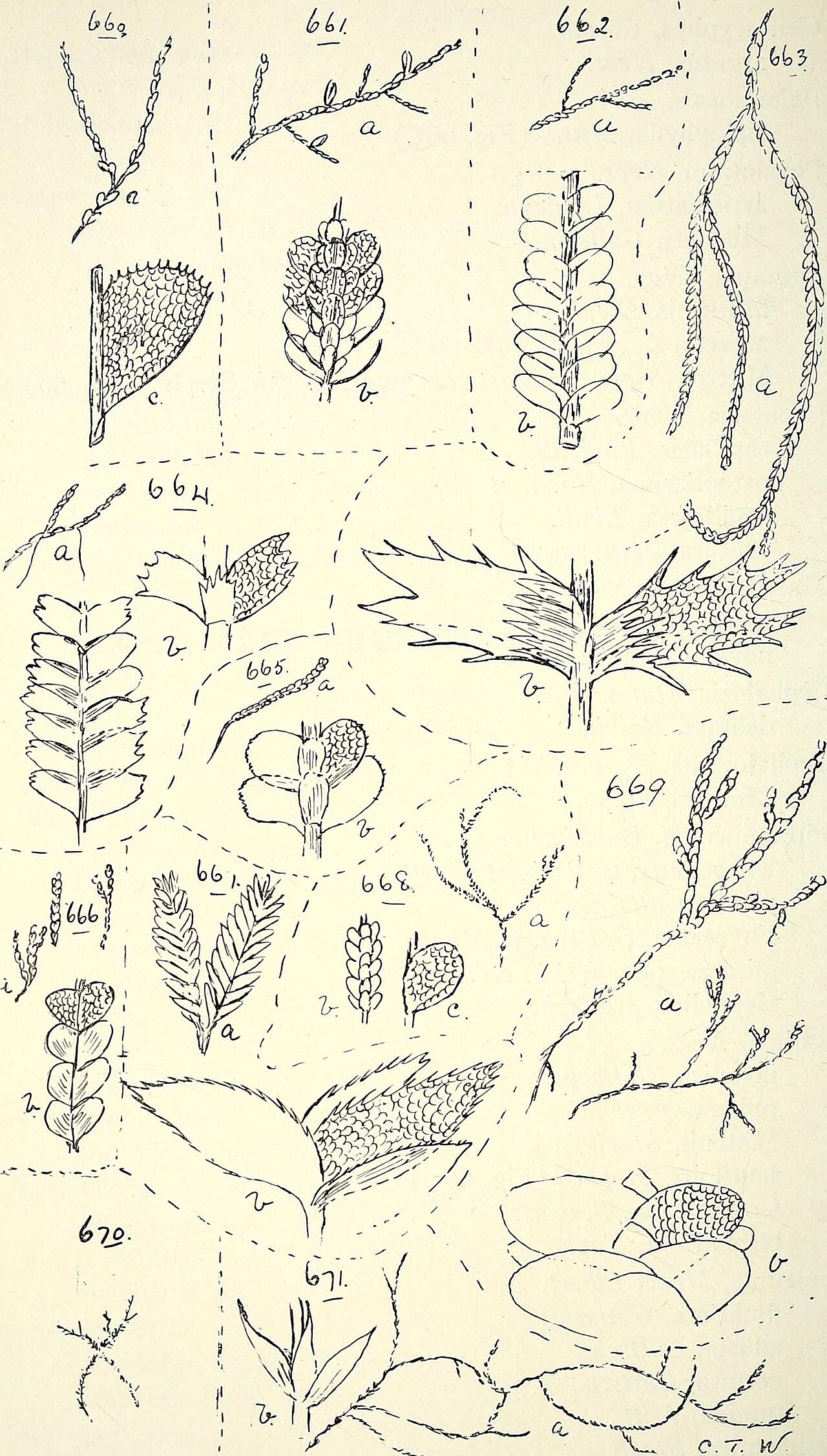 Frullania brotheri