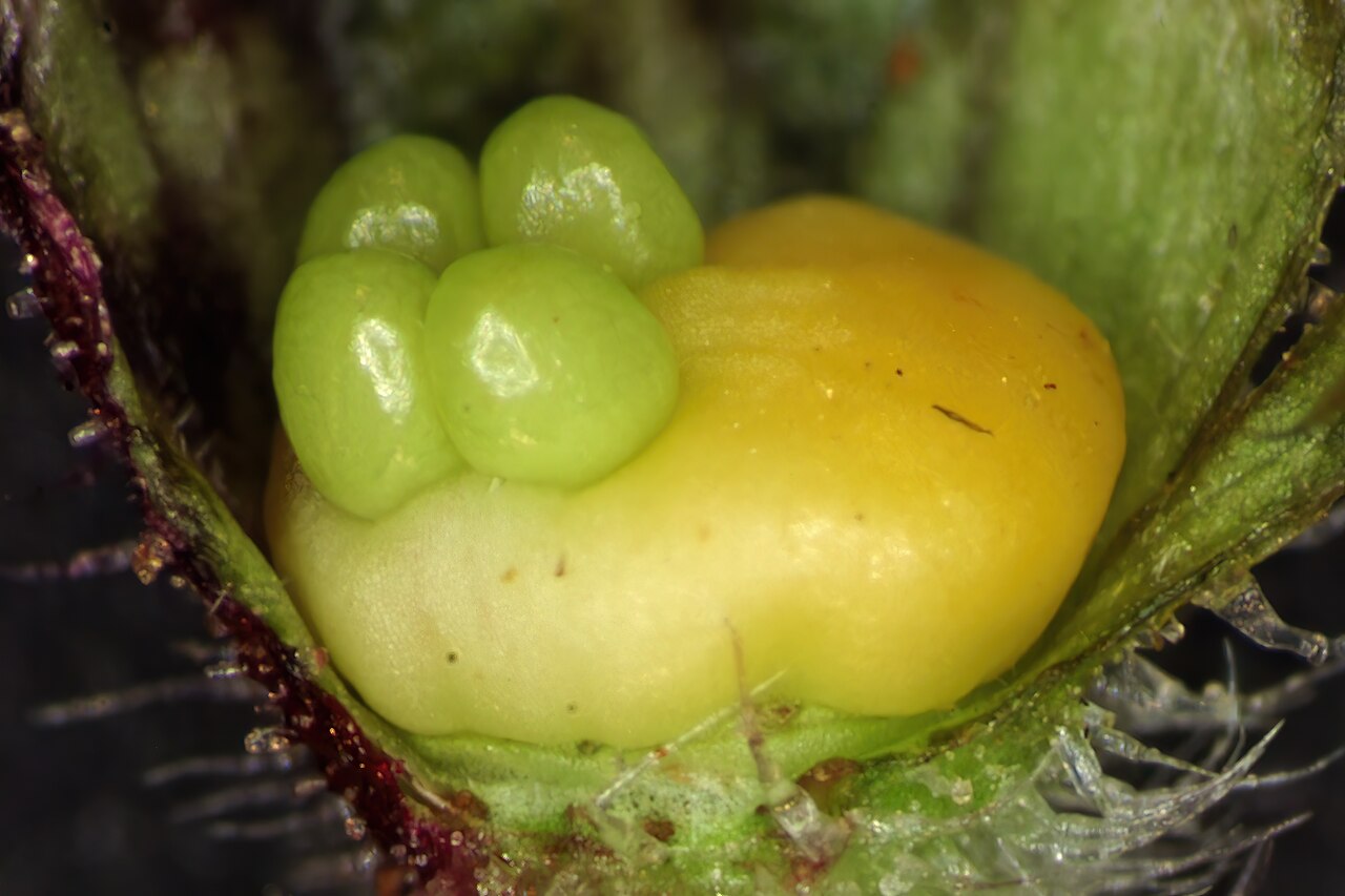 Salvia chamelaeagnea