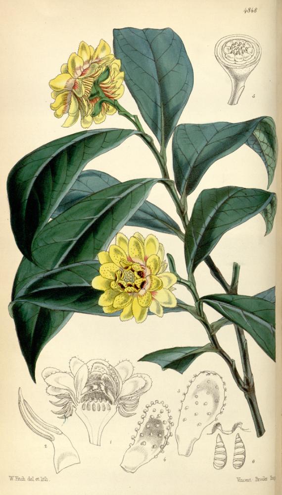 Eupomatia bennettii