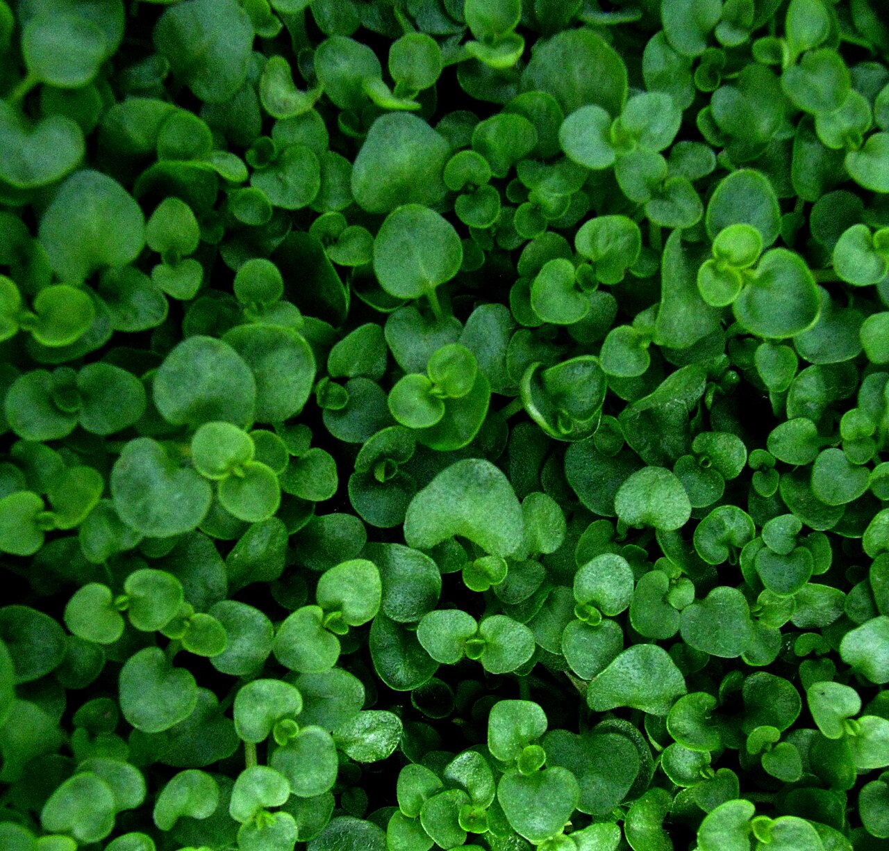 Mentha requienii