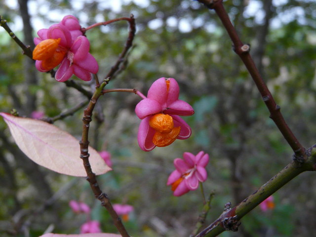 Euonymus dichotomus