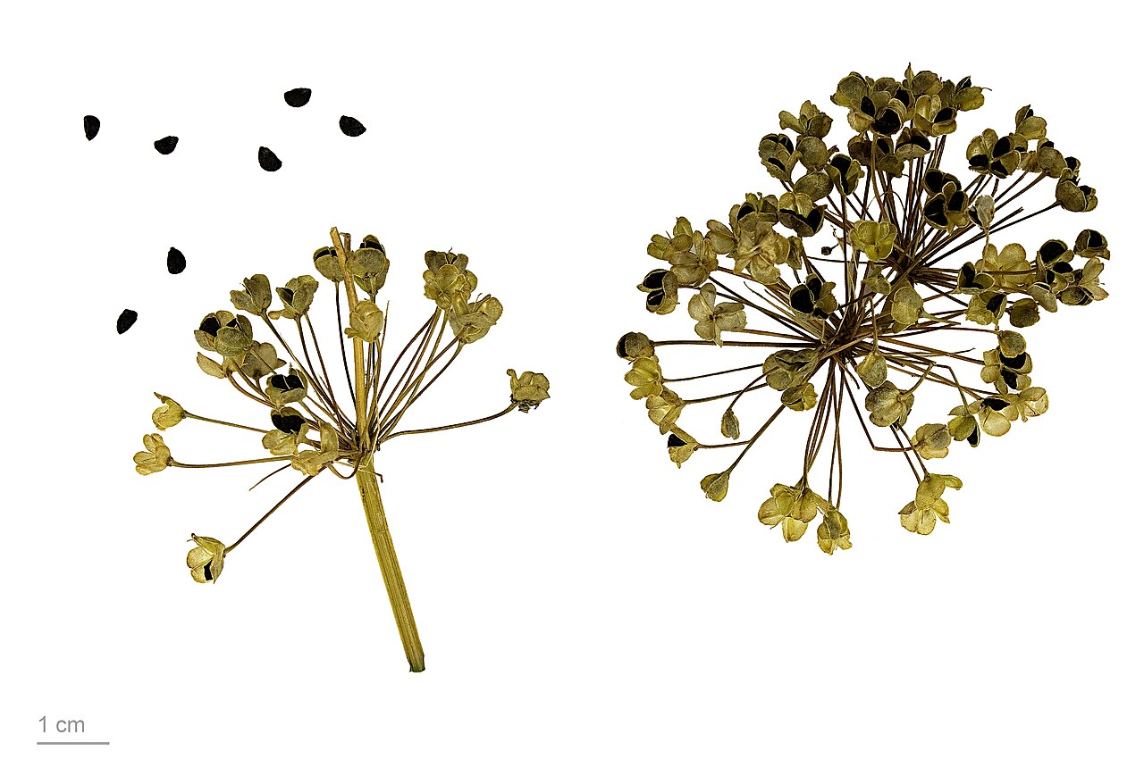 Allium tuberosum