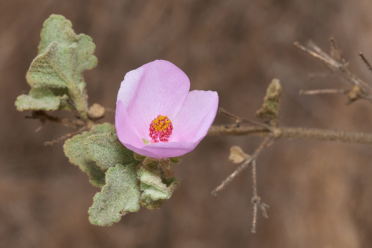 Malacothamnus foliosus