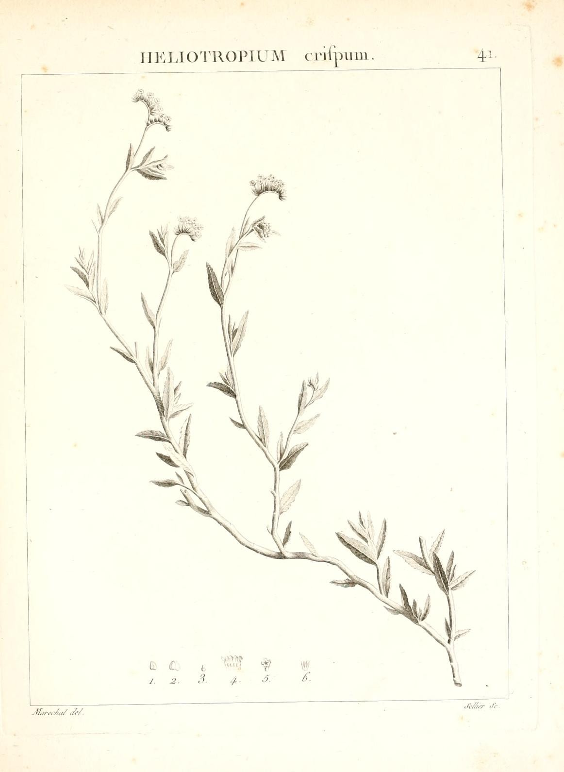 Heliotropium crispum