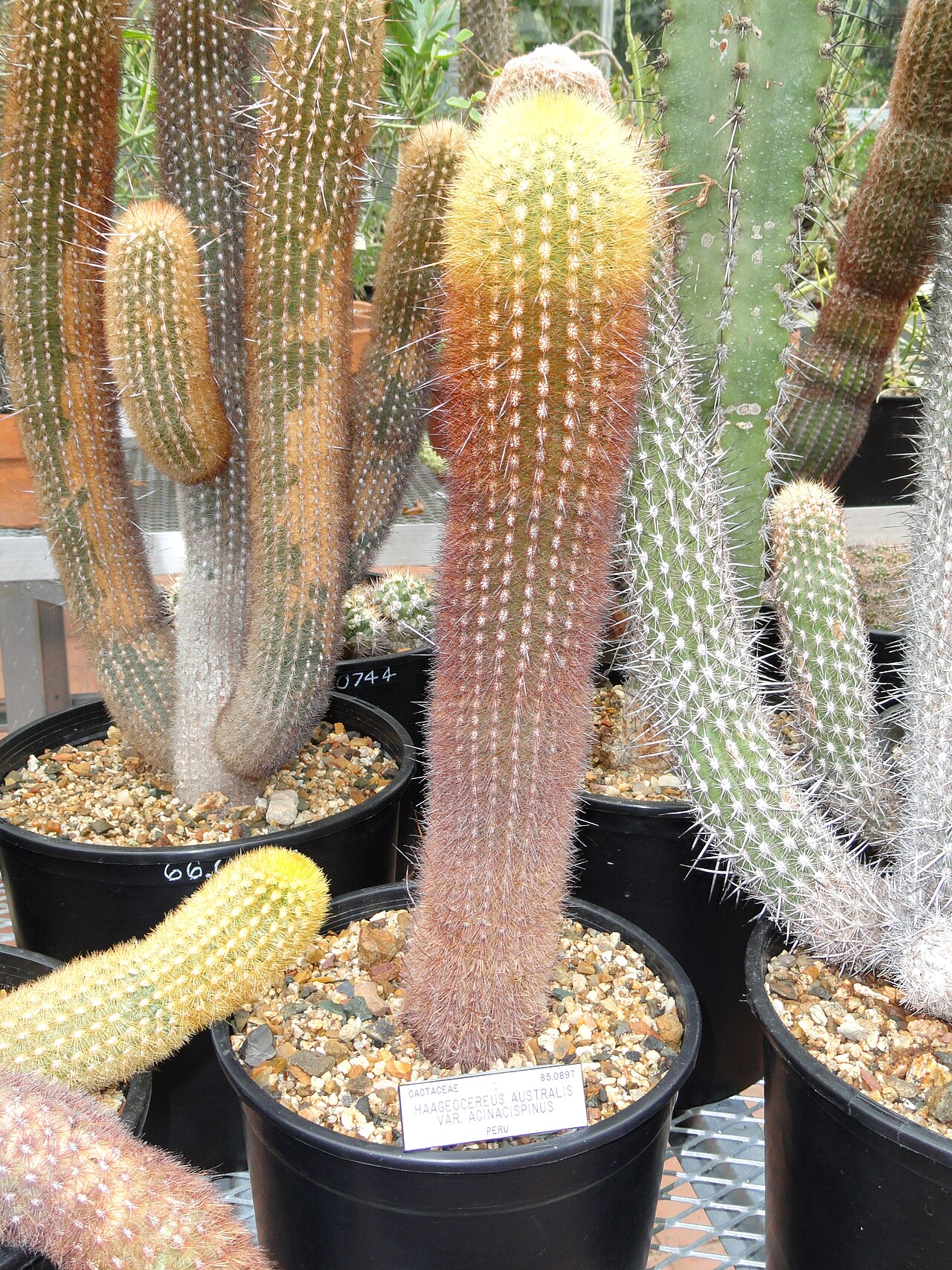 Haageocereus decumbens