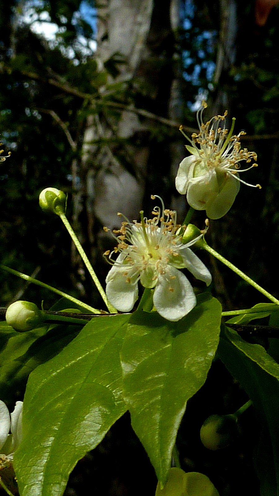 Campomanesia aromatica
