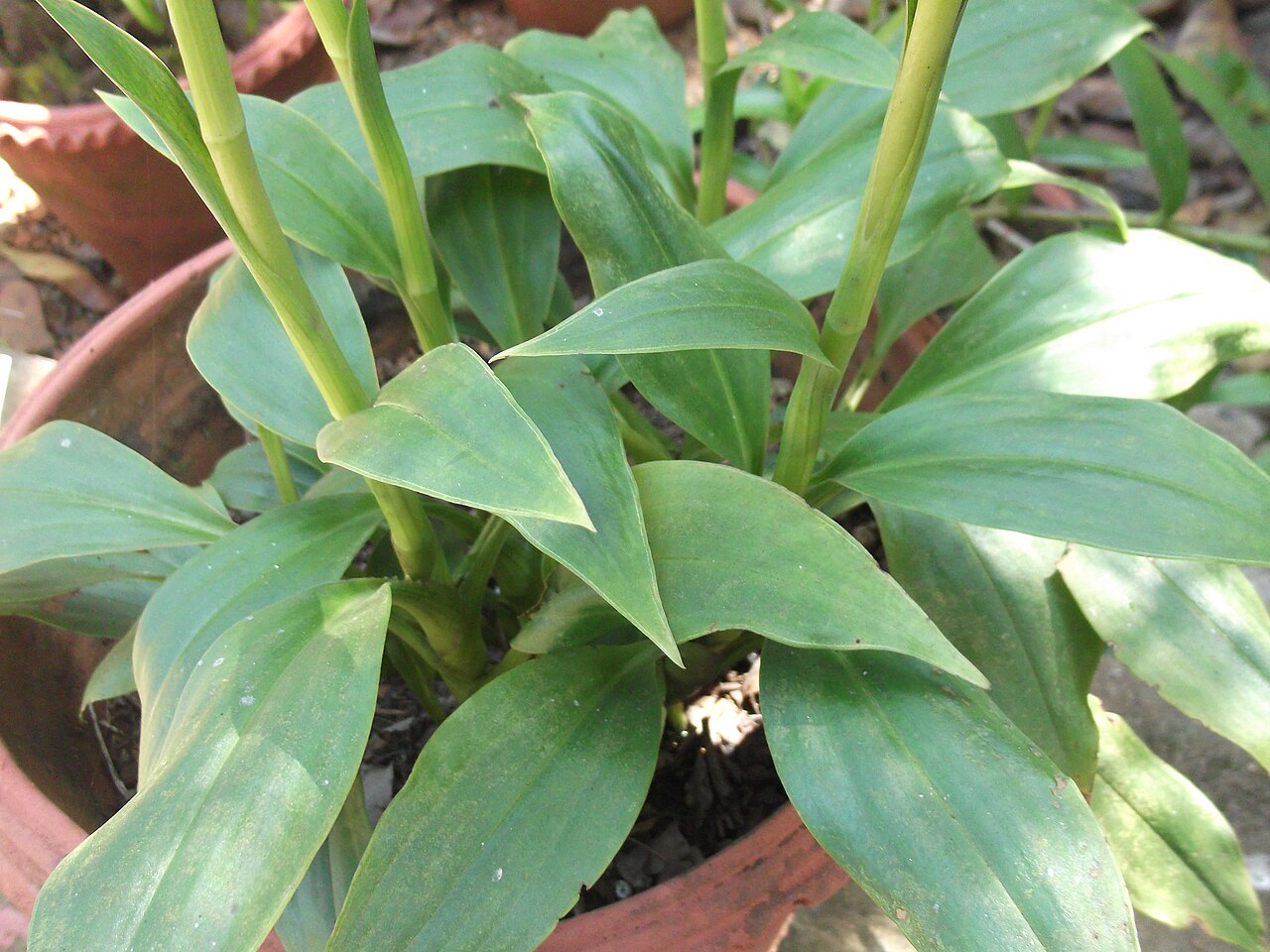 Goodyera procera