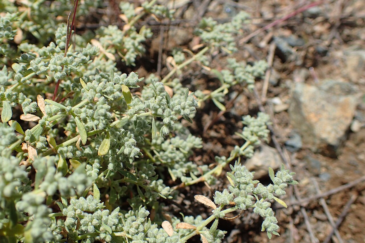 Herniaria incana