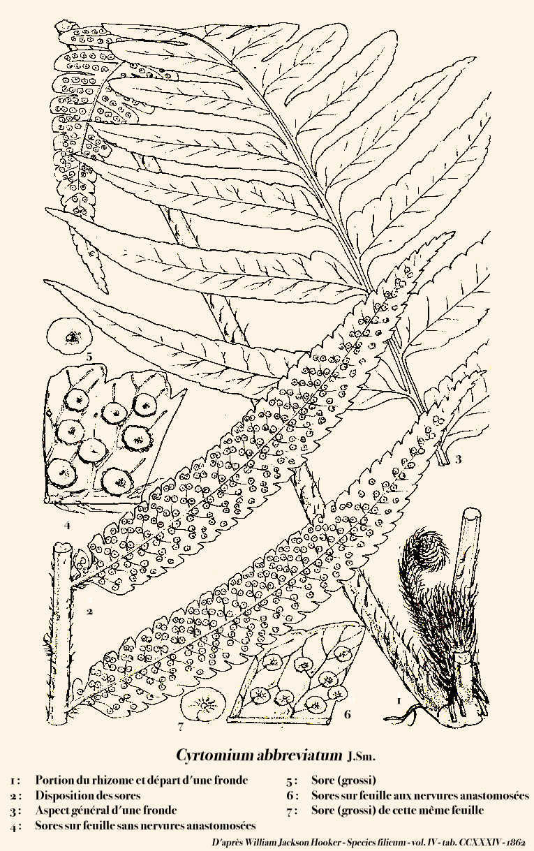 Cyclodium heterodon