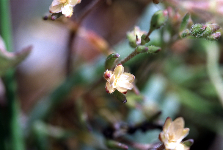 Spergularia canadensis