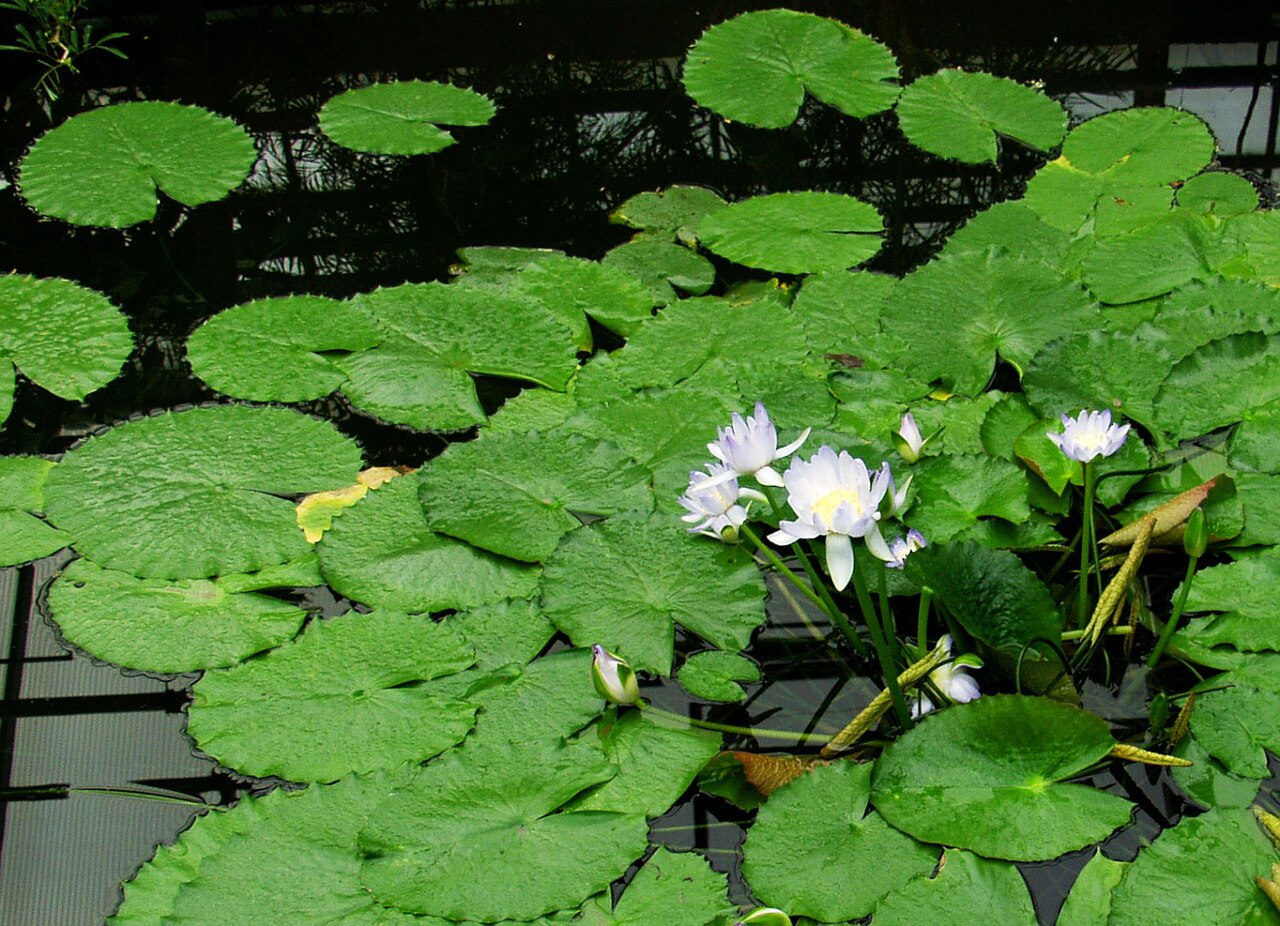 Nymphaea gigantea