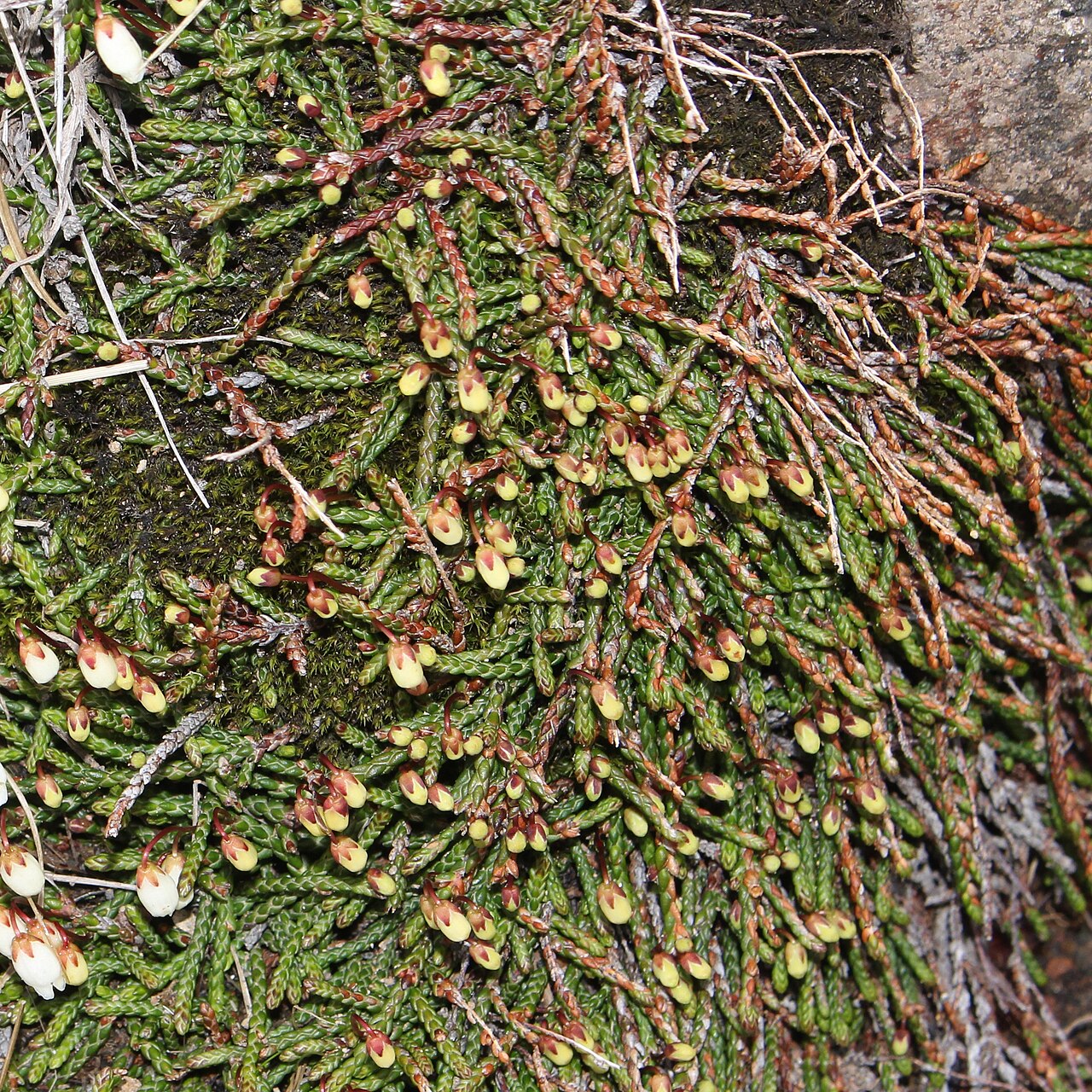 Cassiope lycopodioides