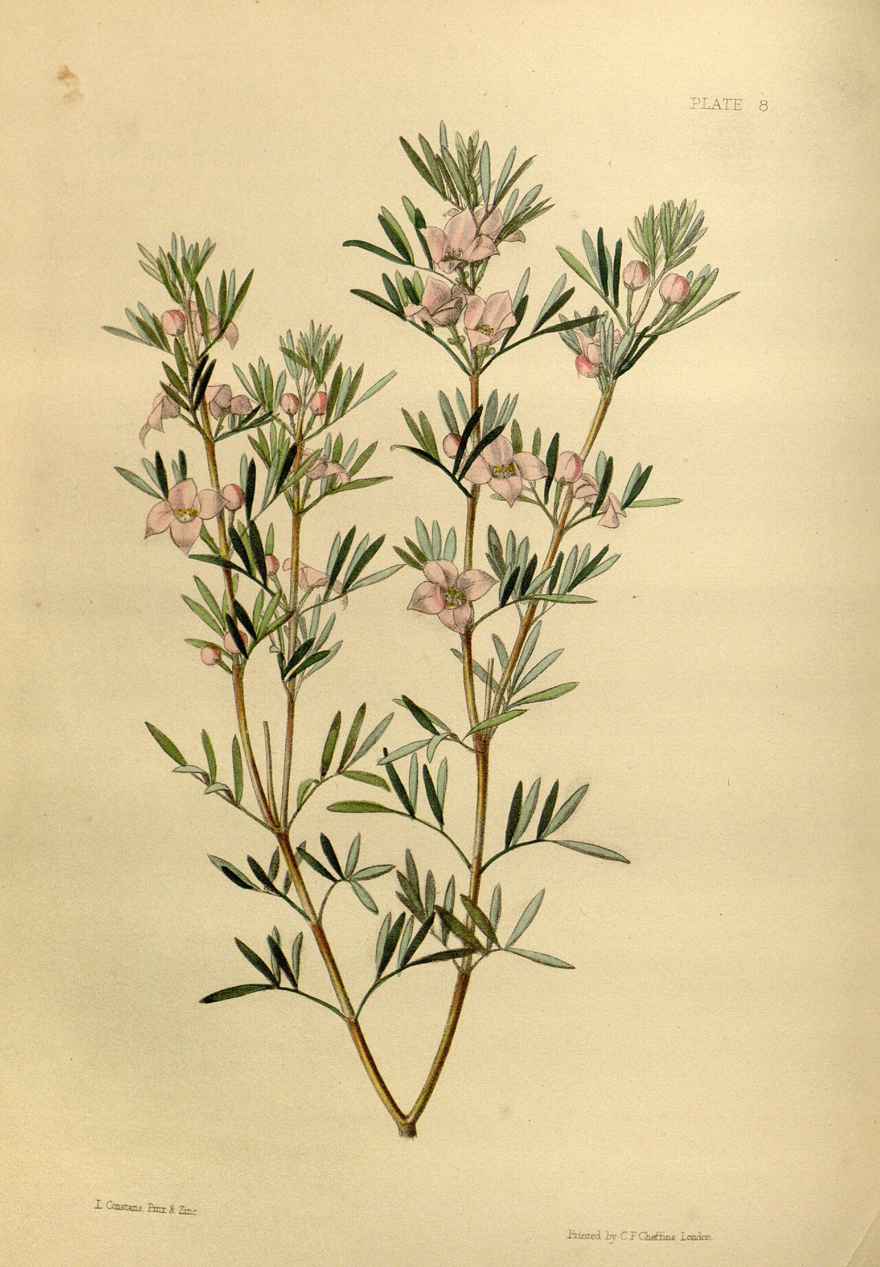 Boronia tetrandra
