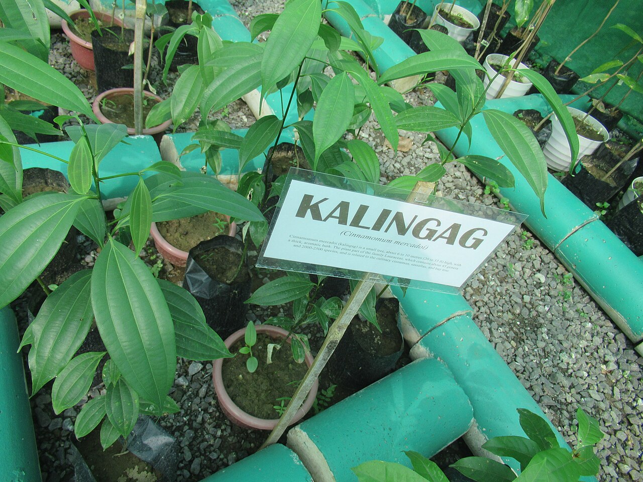 Cinnamomum mercadoi