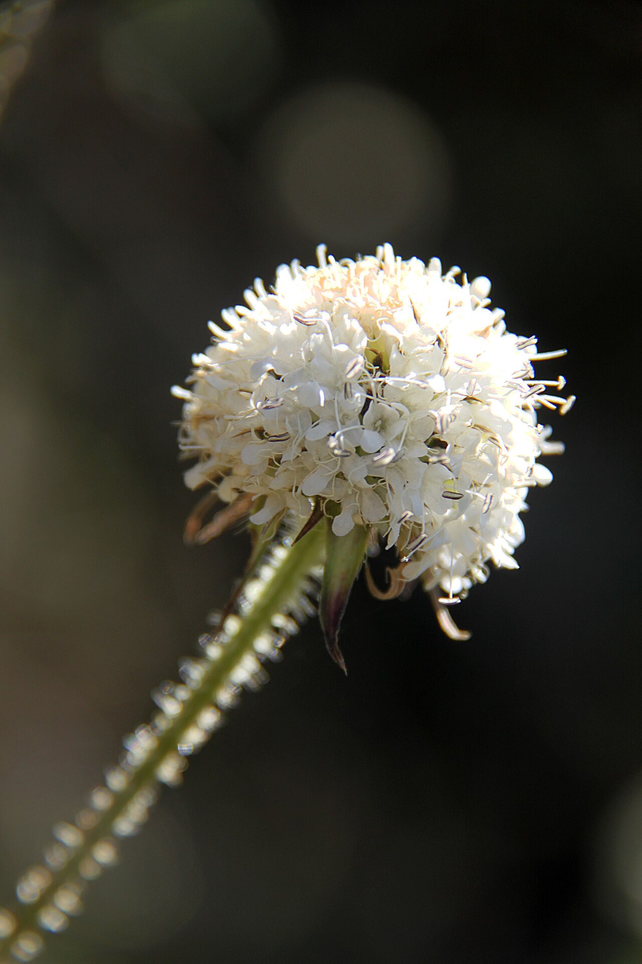 Dipsacus pinnatifidus