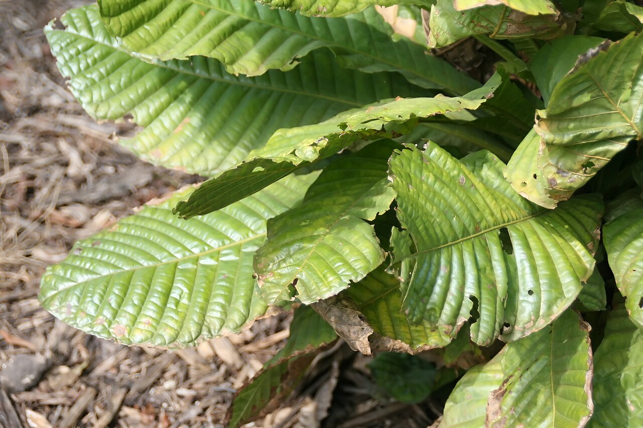 Gustavia monocaulis