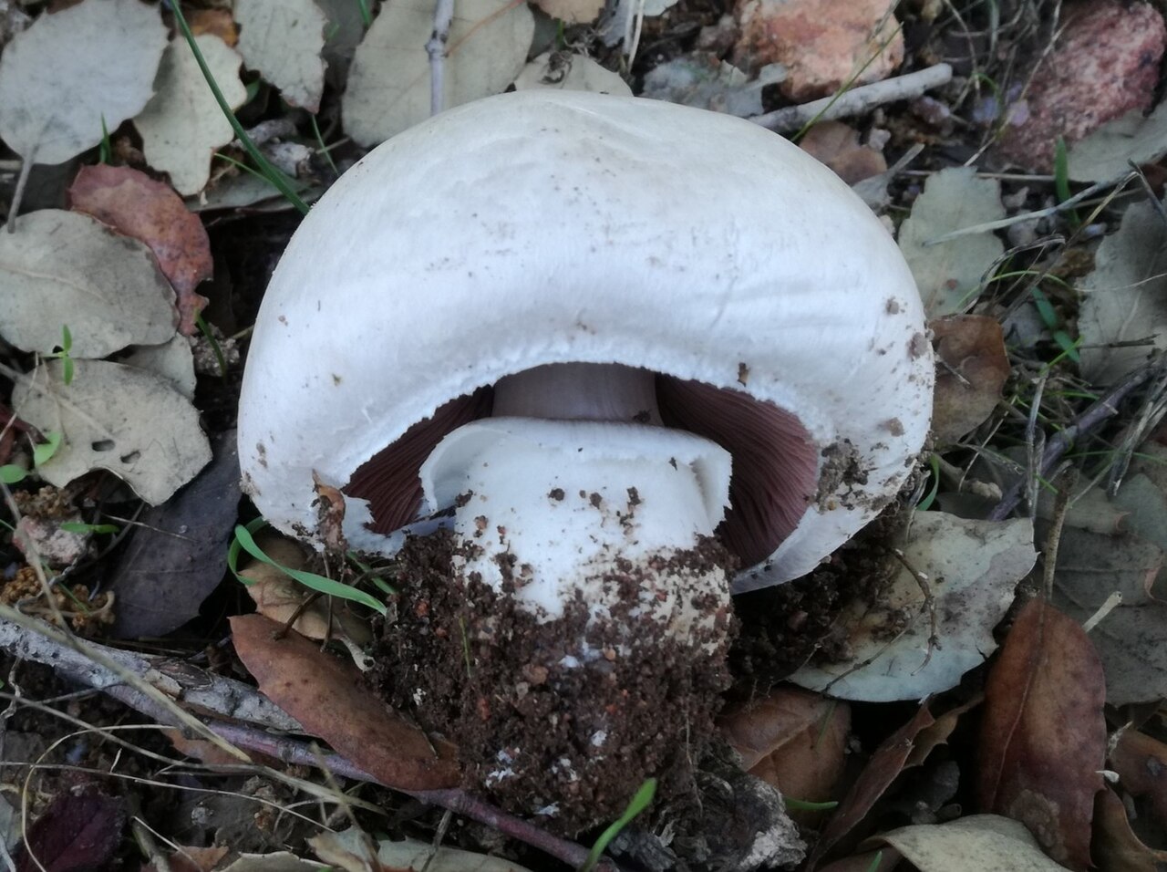 Coastal mushroom