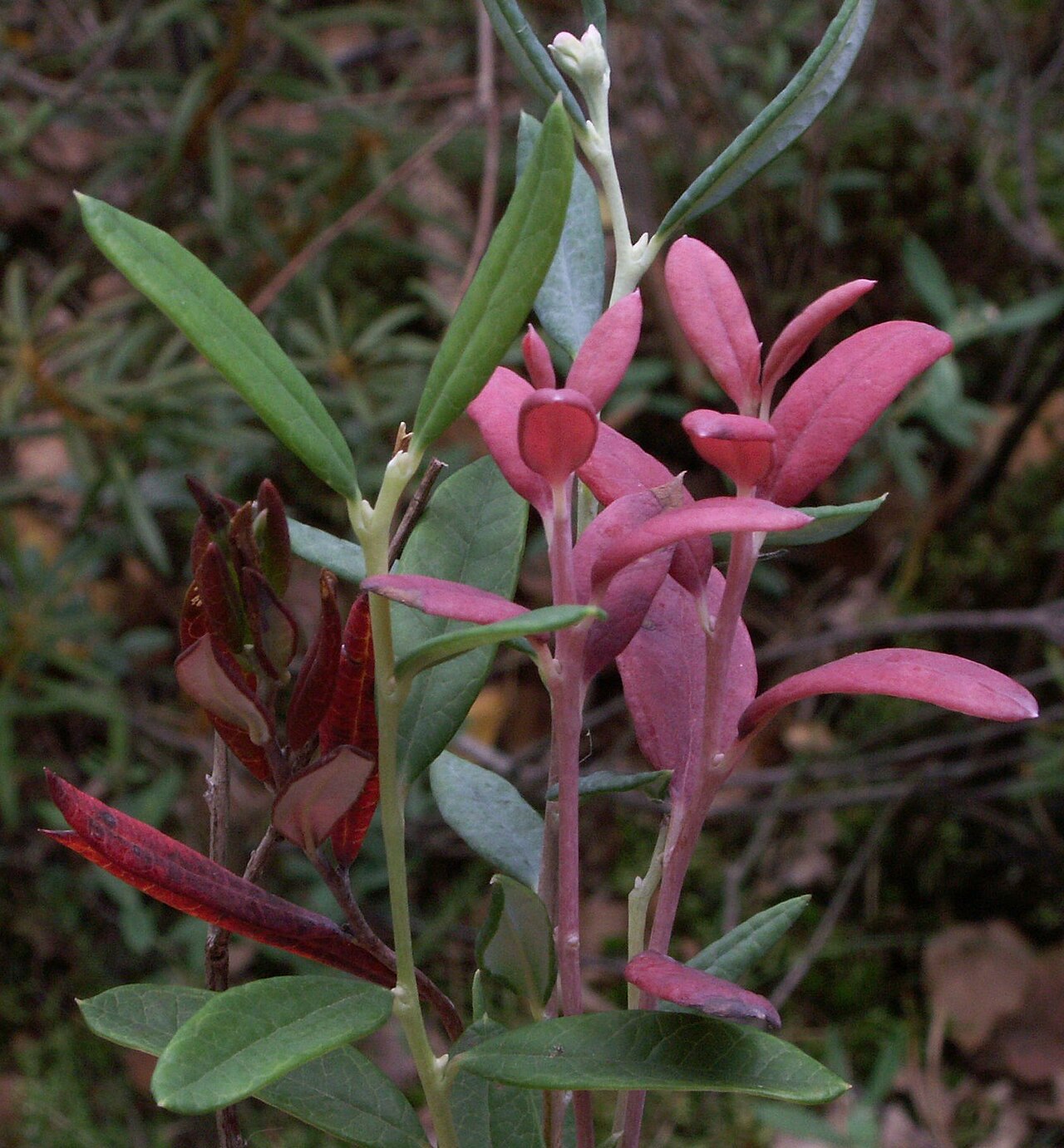 Exobasidium karstenii