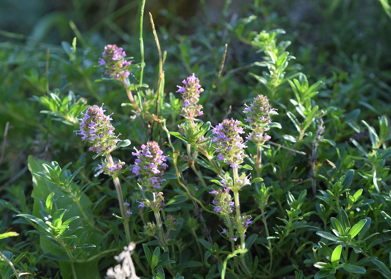Thymus pulcherrimus