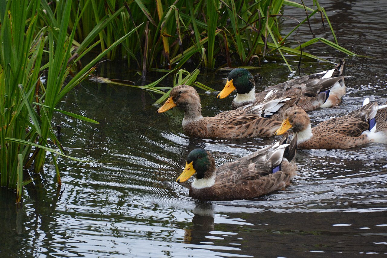 Blekinge duck