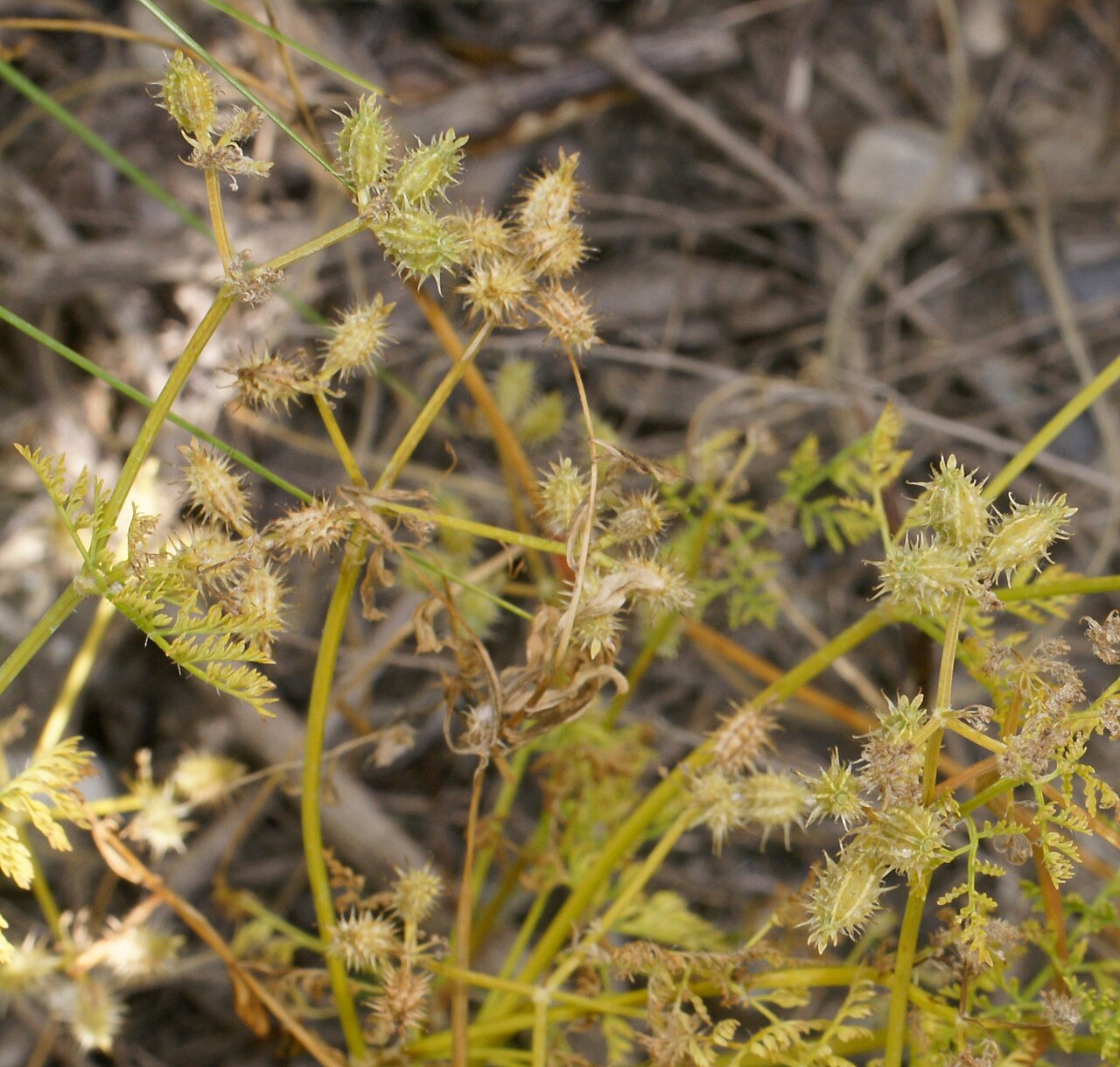 Caucalis platycarpos