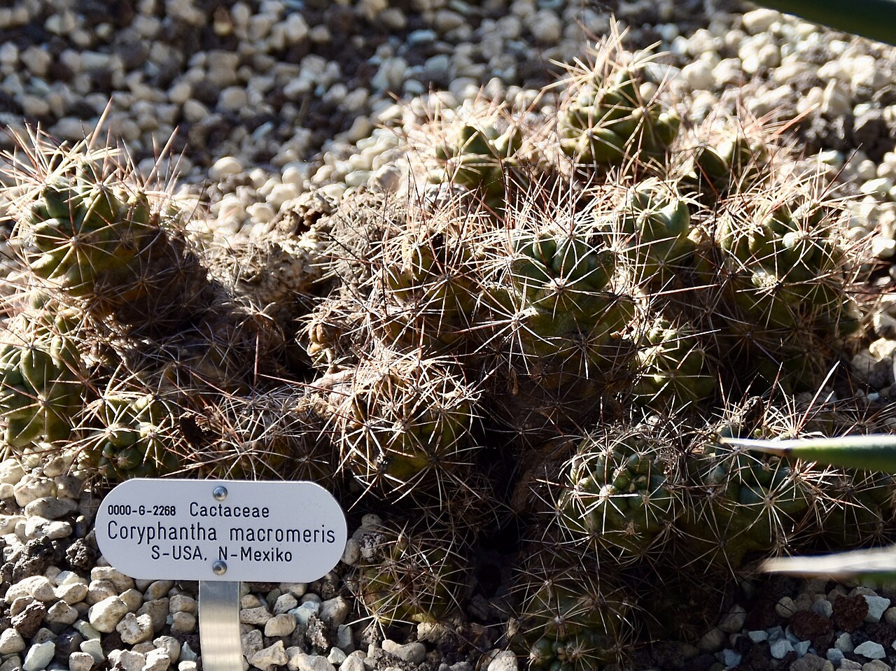 Coryphantha macromeris