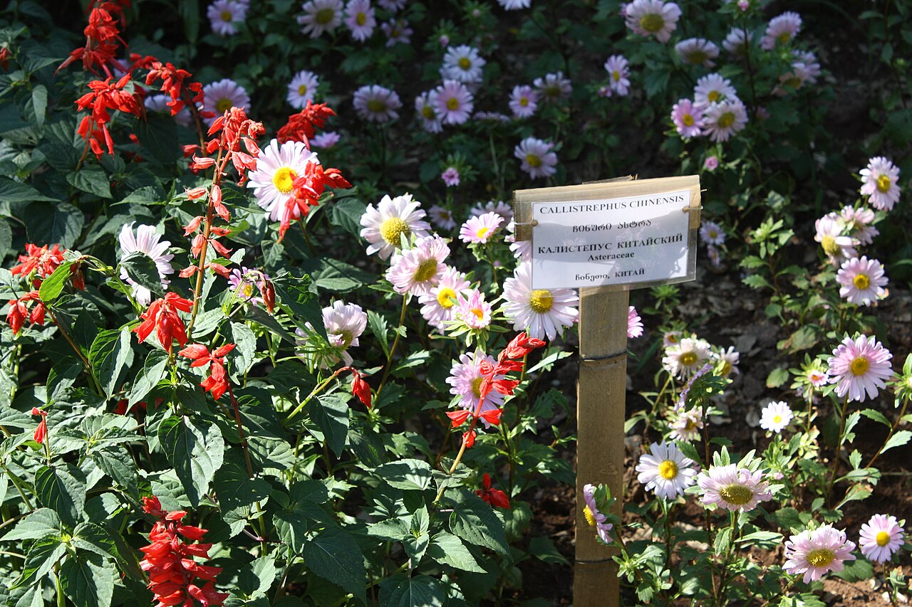 Salvia chinensis