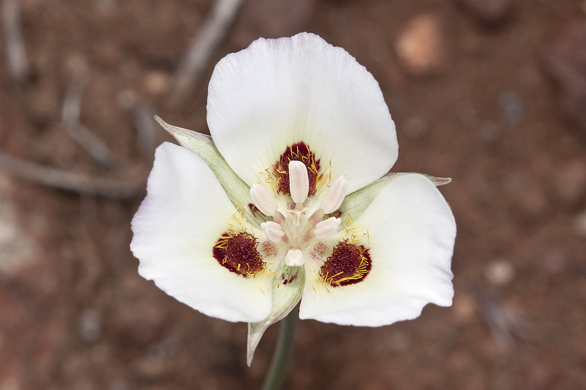 Calochortus dunnii
