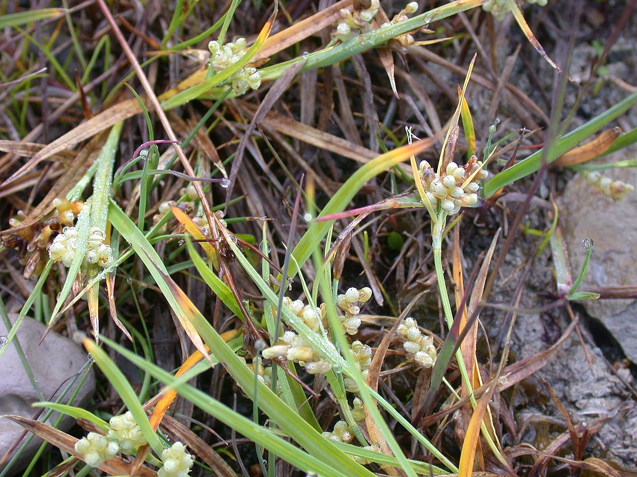 Carex aurea