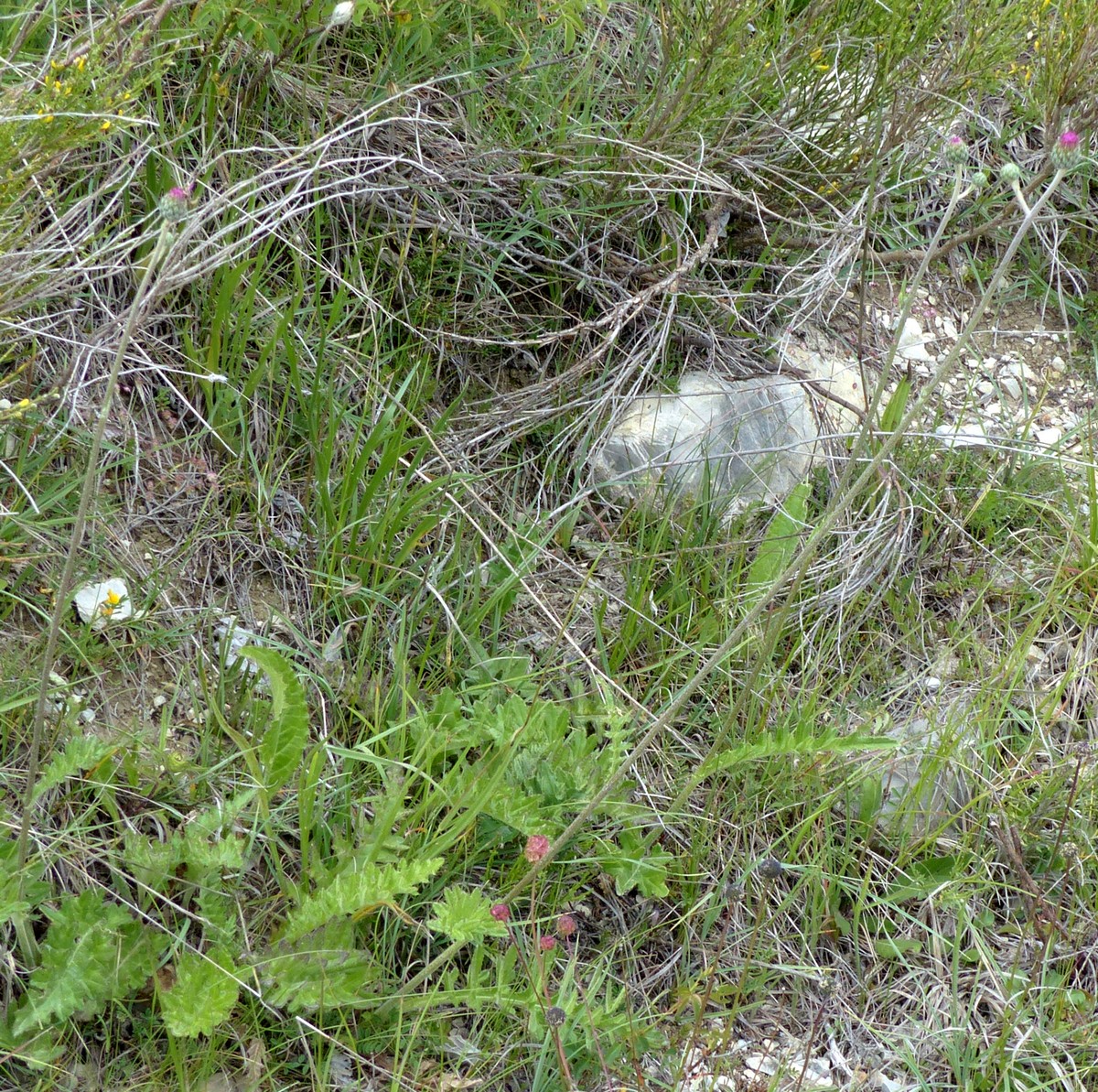 Cirsium tuberosum