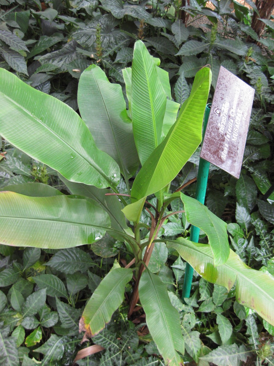 Musa laterita