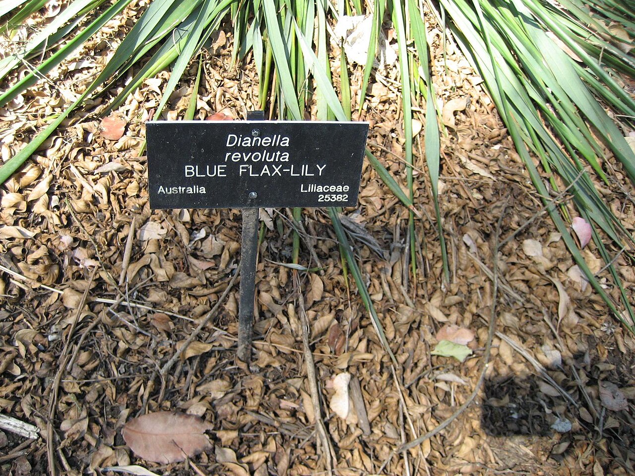 Dianella revoluta