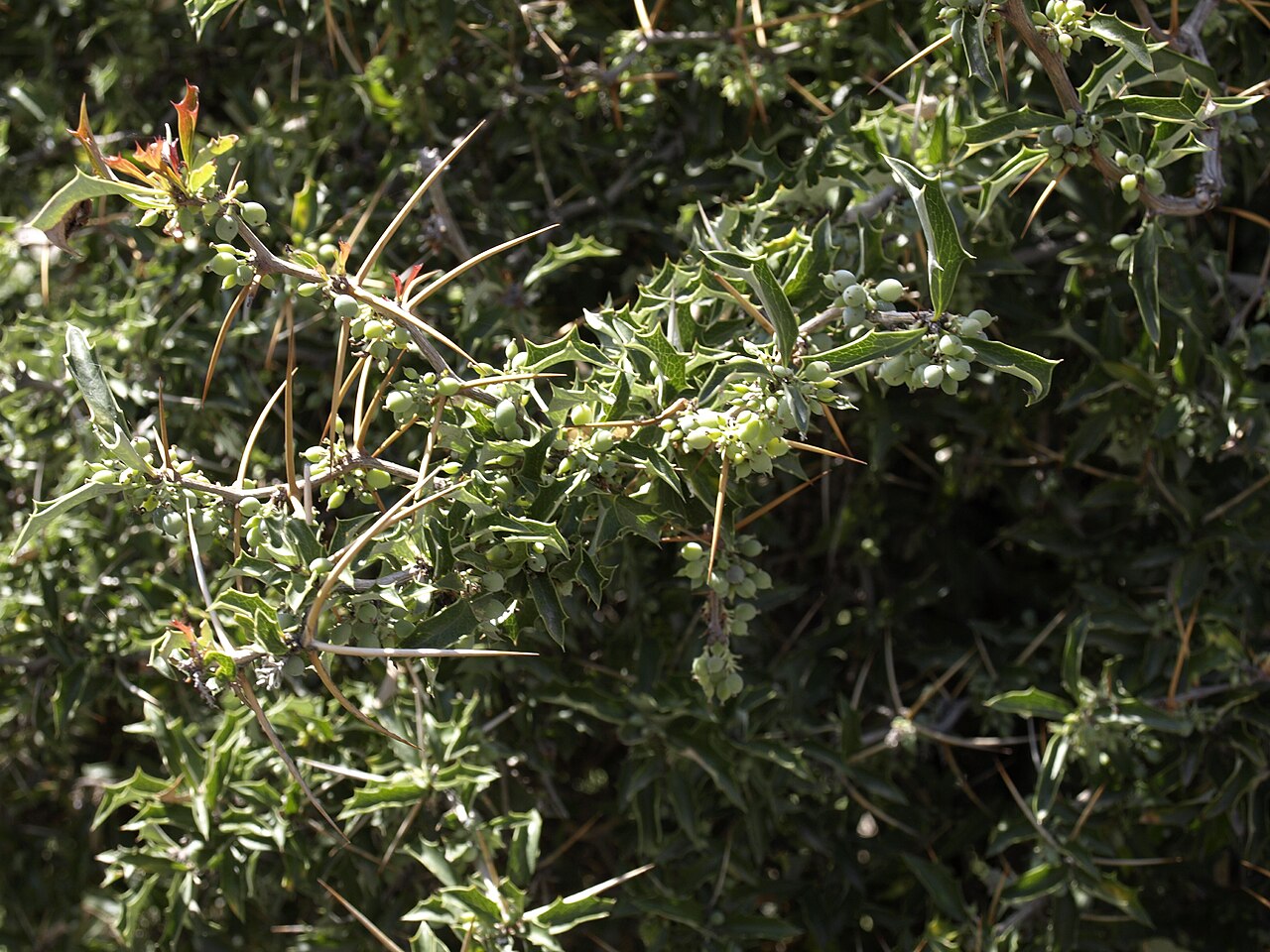 Berberis chilensis