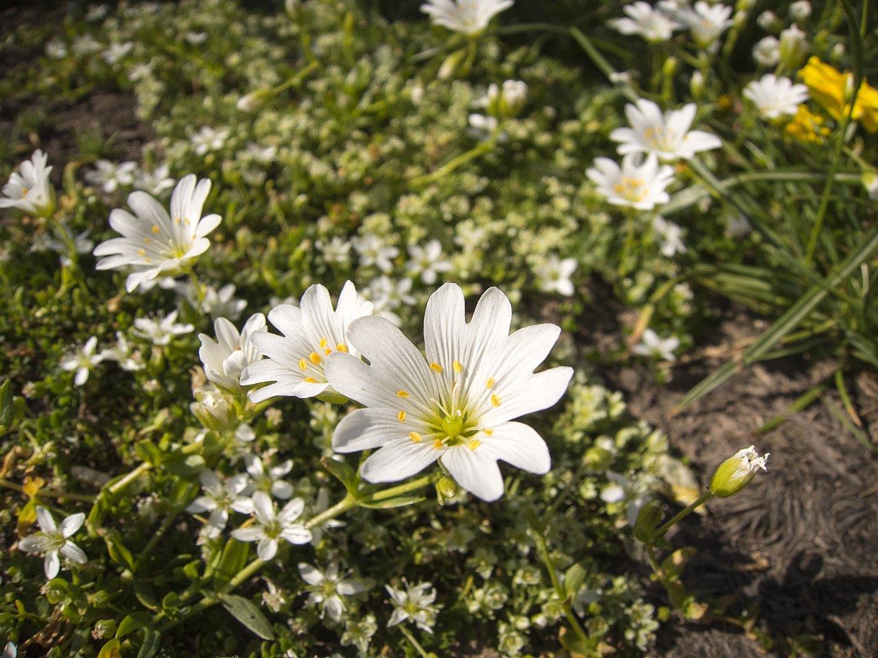 Cerastium moesiacum