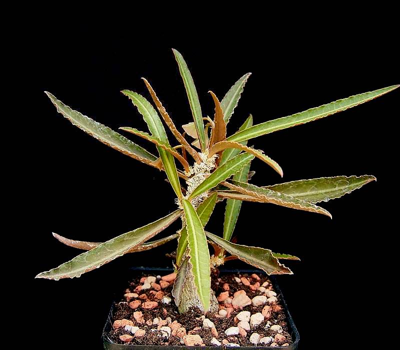 Euphorbia waringiae