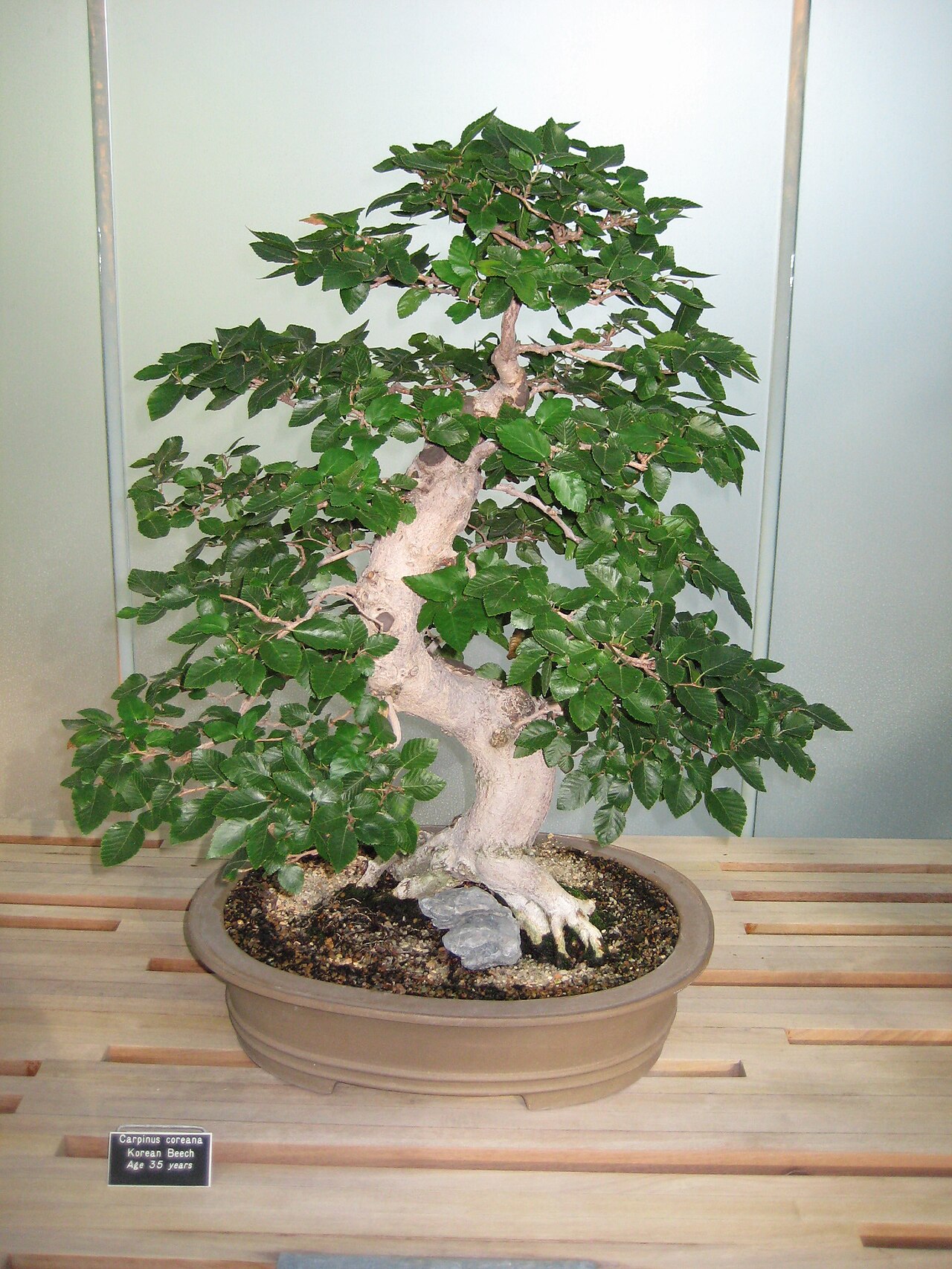 Carpinus coreana