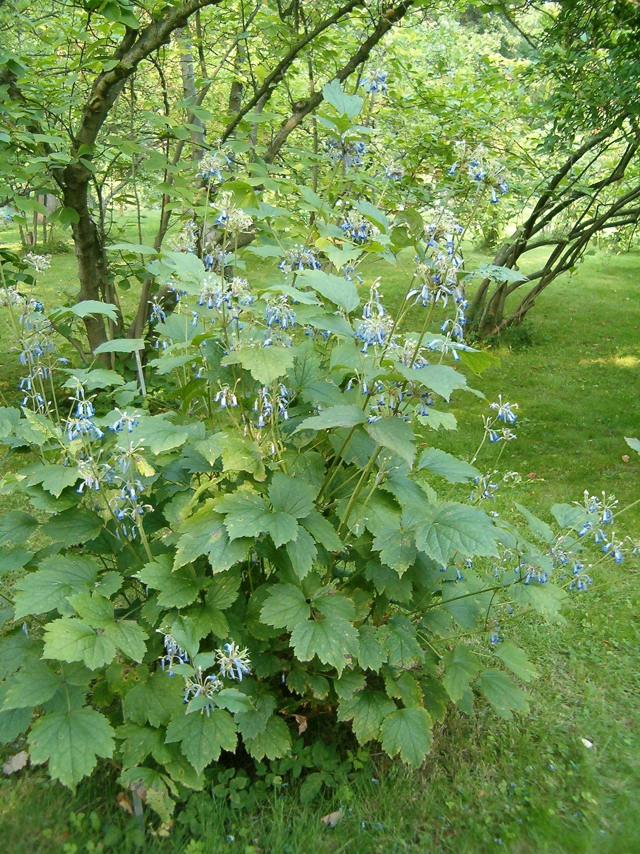 Clematis heracleifolia