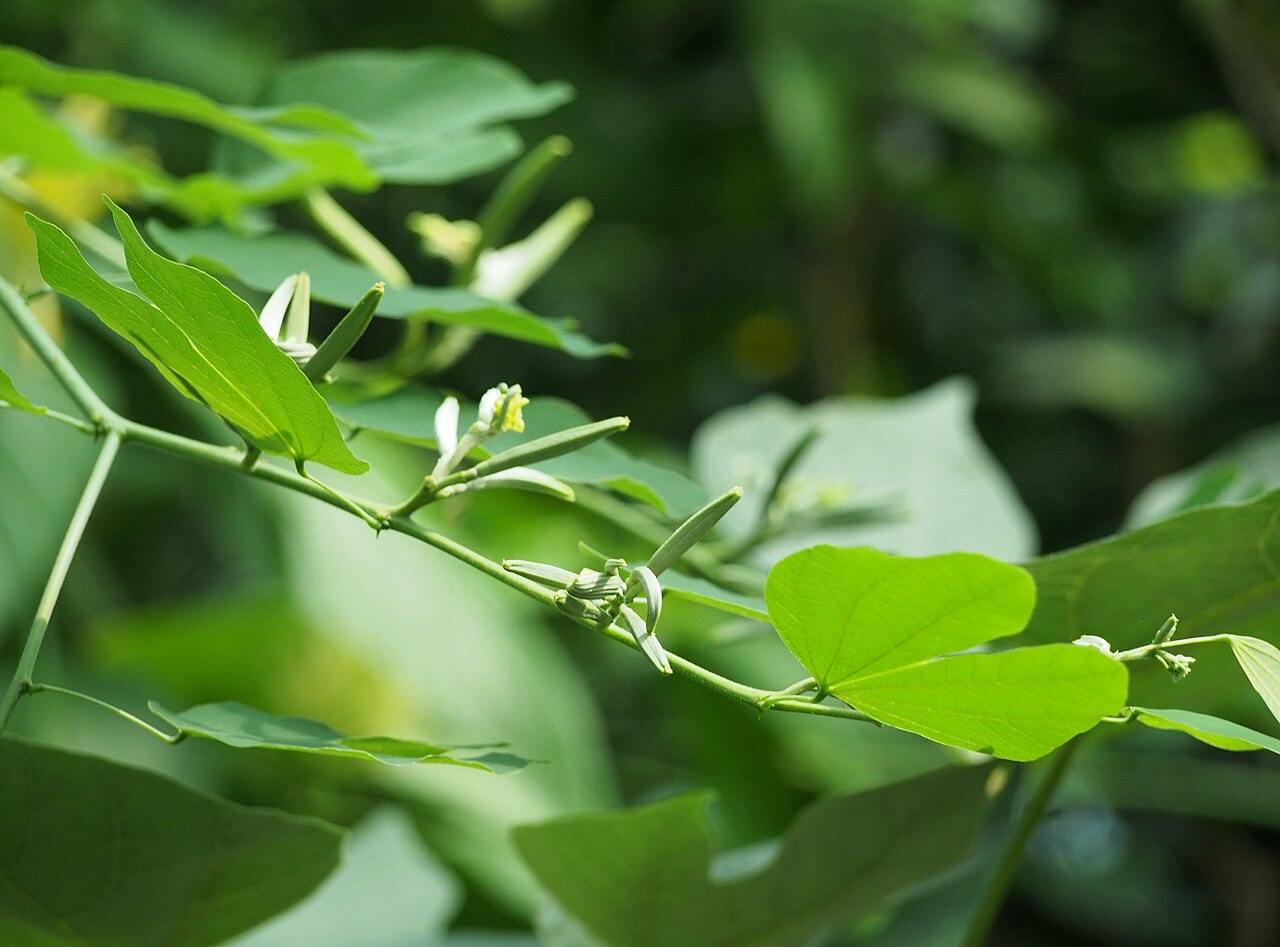 Brazilian orchid tree